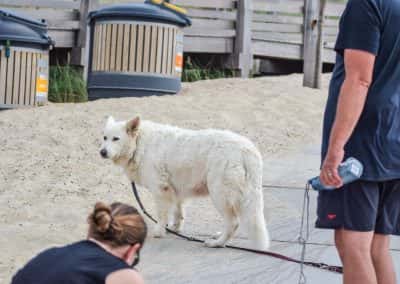 Honden strand vrouwenpolder